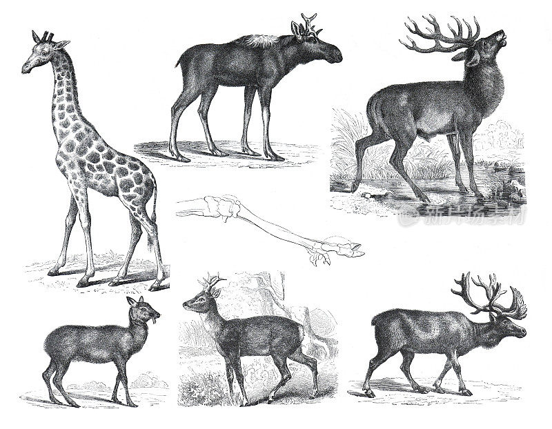 野生动物收藏与长颈鹿，moschus moschiferus，鹿，驼鹿，野生动物。野生动物的插图。手绘复古风格。